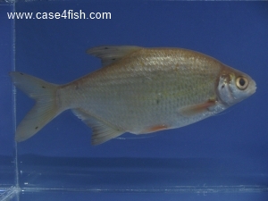 Foto Galerie/Cypriniformes/Cyprinidae/Blicca bjoerkna/Blicca bjoerkna_03_S.jpg